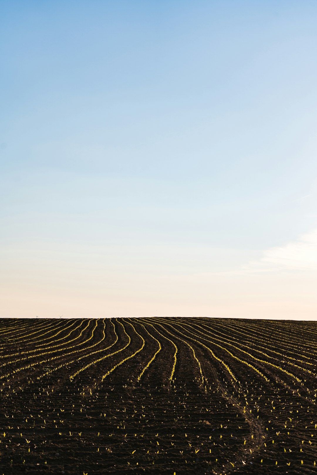 Tiny plants on a sunny field