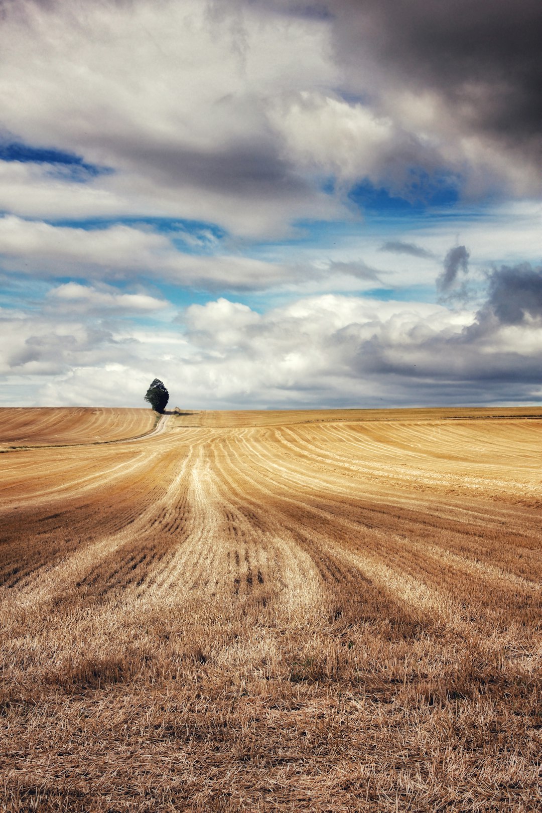 Golden field under a dramatic sky